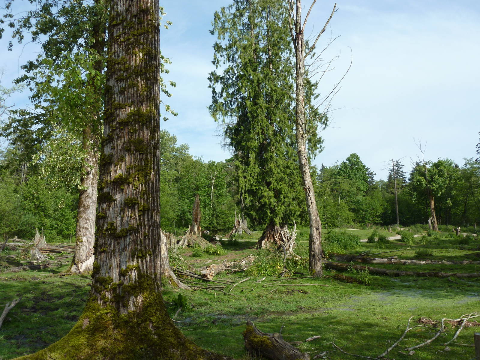 15-Acre Bison/Roosevelt Elk Enclosure