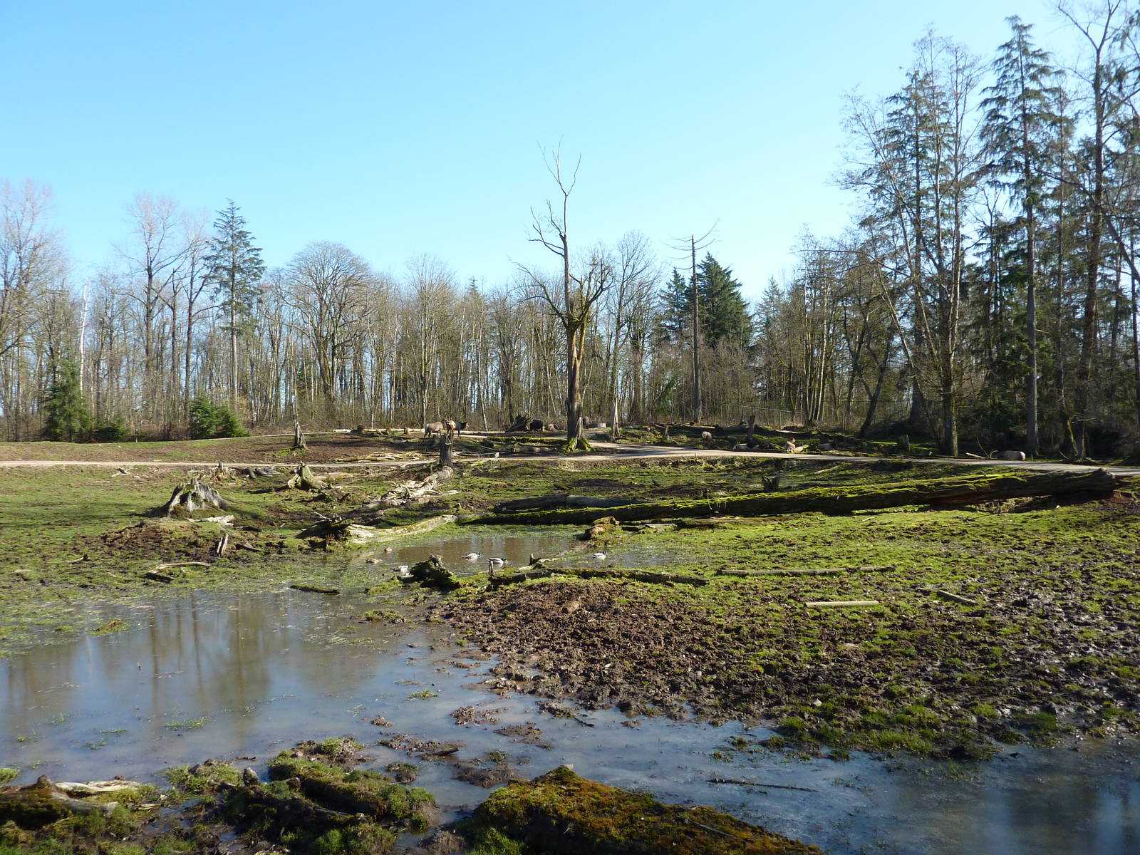 15-Acre Roosevelt Elk/Bison Enclosure