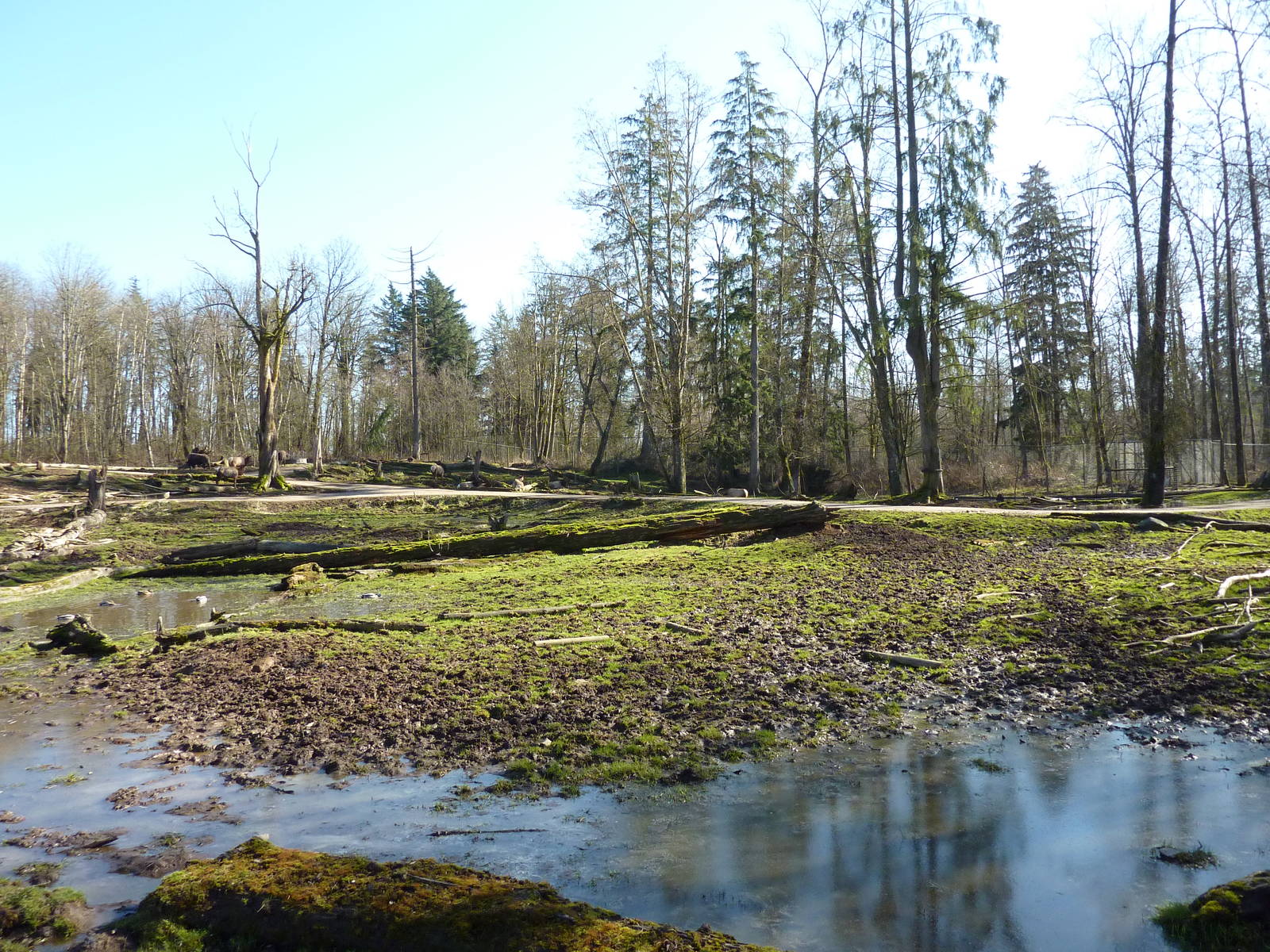 15-Acre Roosevelt Elk/Bison Enclosure