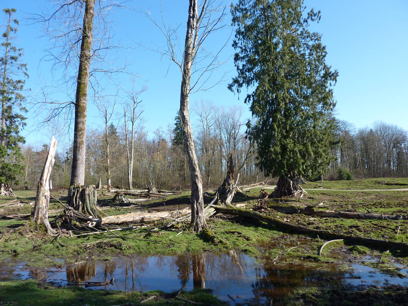 15-Acre Roosevelt Elk/Bison Enclosure