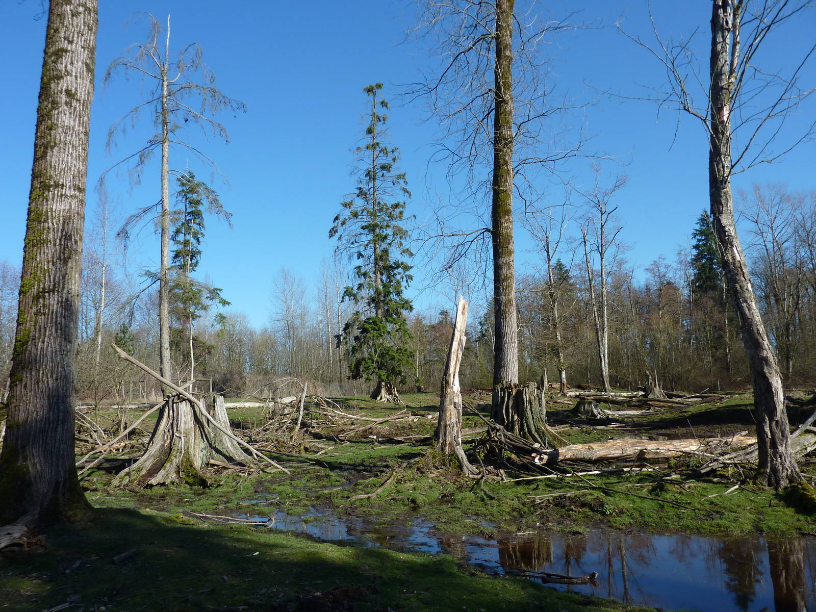 15-Acre Roosevelt Elk/Bison Enclosure