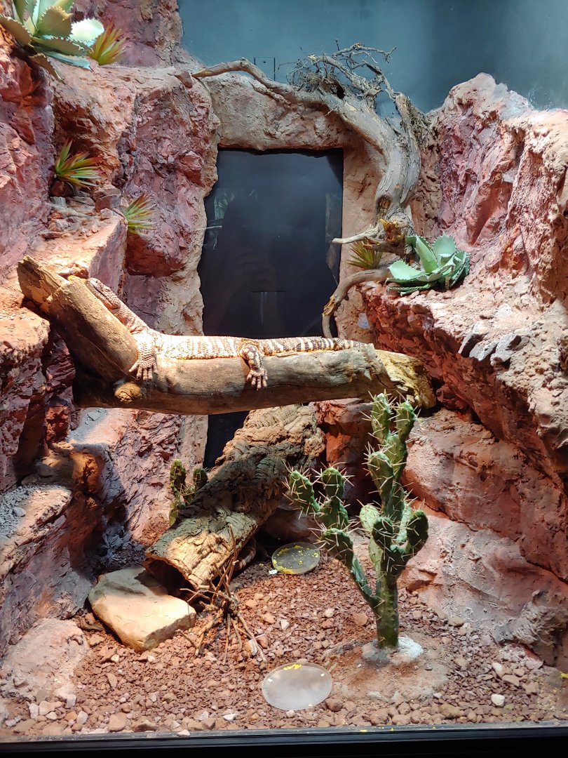 15: Beaded lizard & Gila Monster