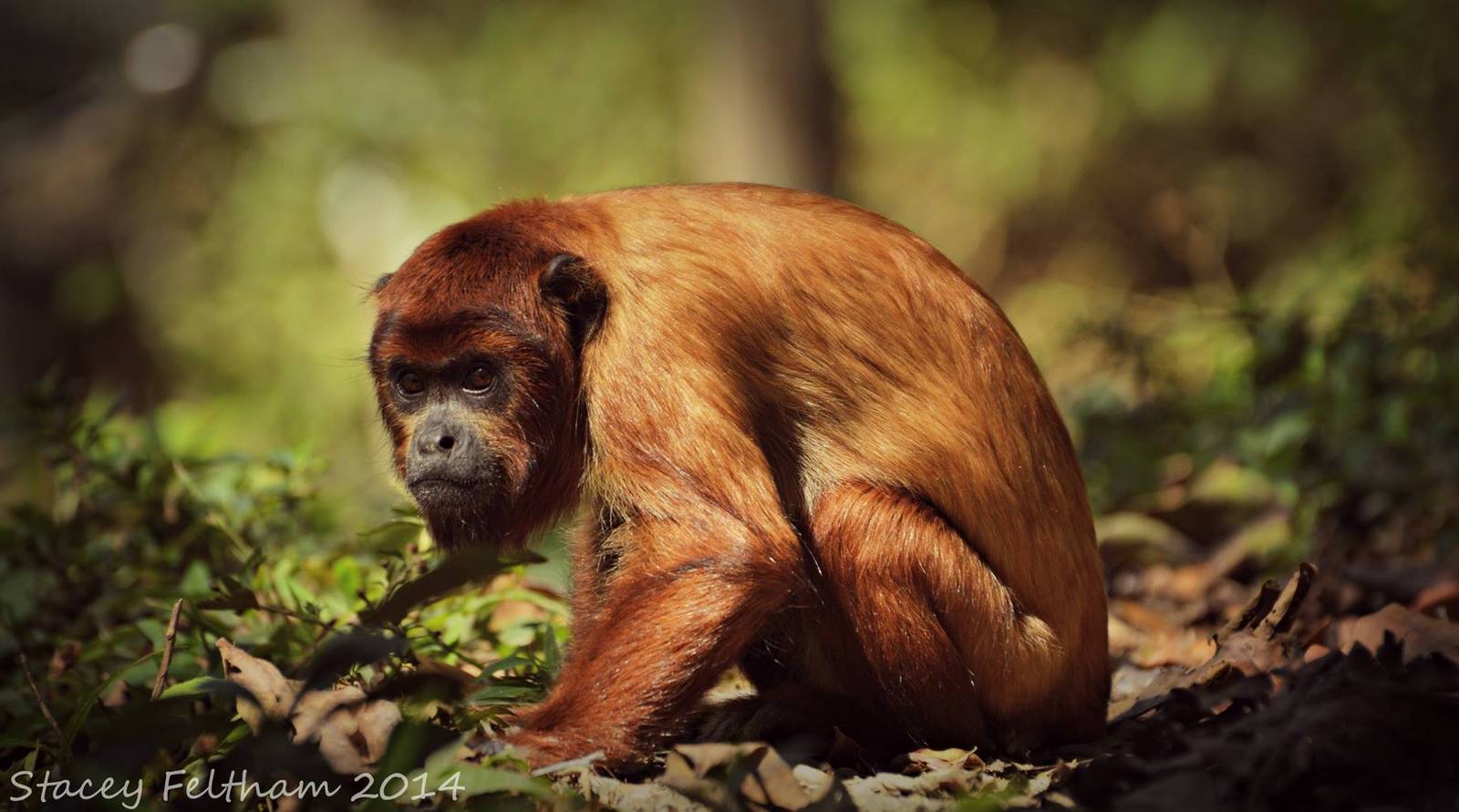 15 month old red howler monkey ( male )