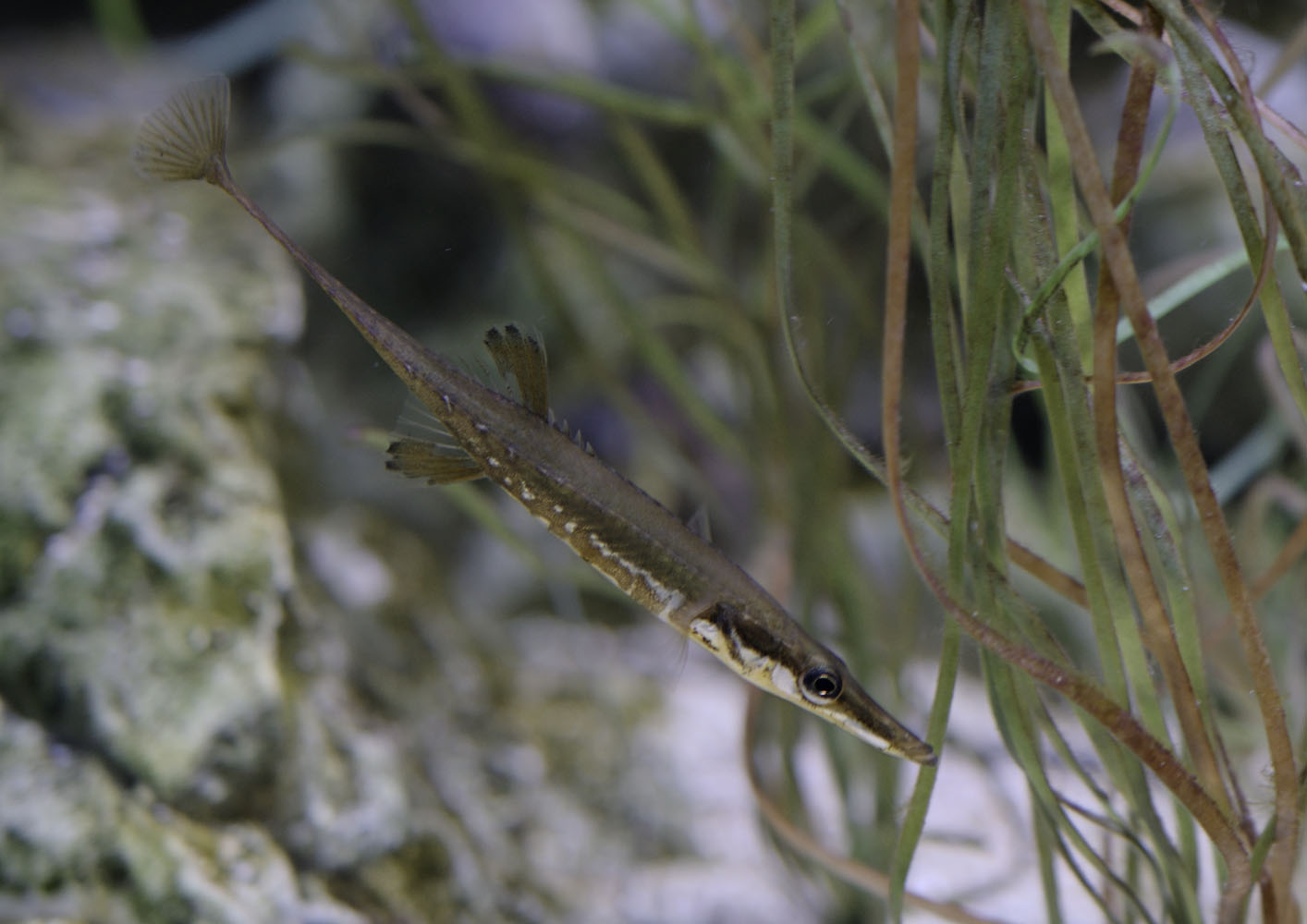 15-spined stickleback