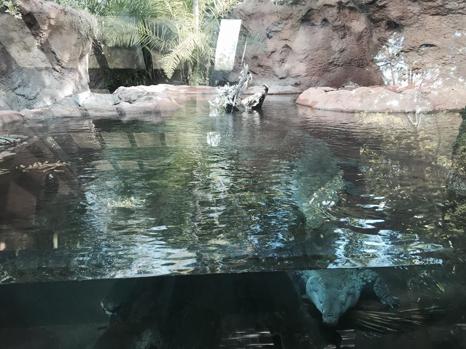 15894416_10211940710574738_5163745757220791286_n