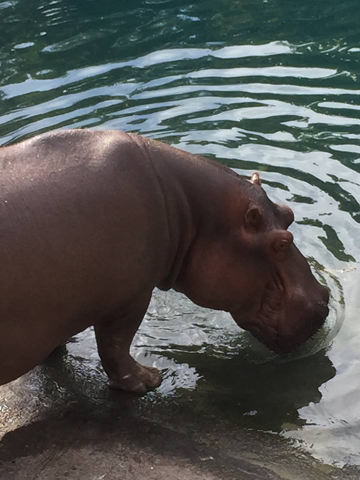 15940507_10211997318149892_8517120845242729302_n