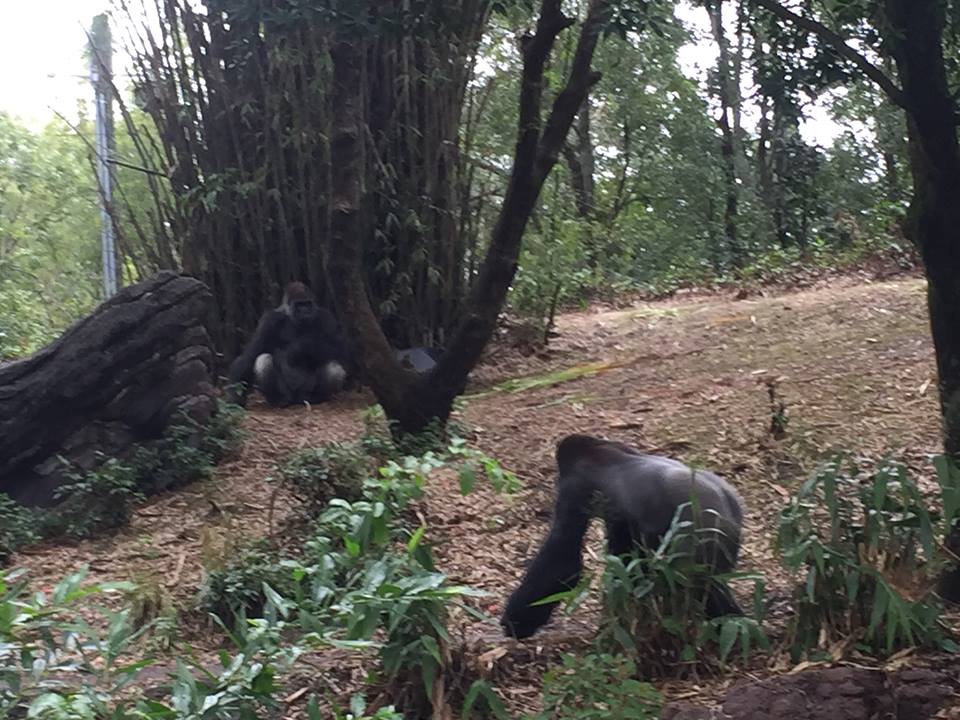 15940943_10211998449098165_2853497972425579332_n