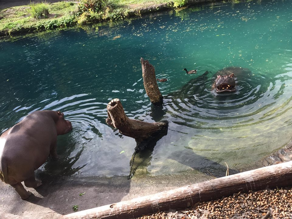 15965270_10211997318189893_8958231162901694718_n