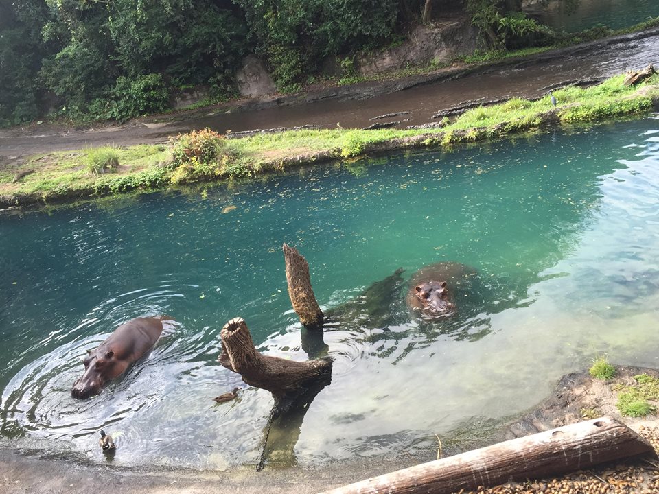 15966252_10211997318309896_4339751250576480925_n