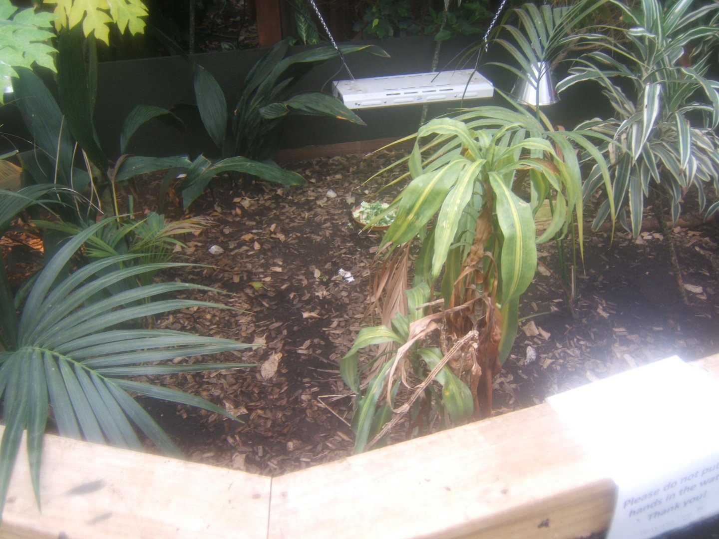 16/4/2017 Hingeback Tortoise exhibit in the Butterfly House