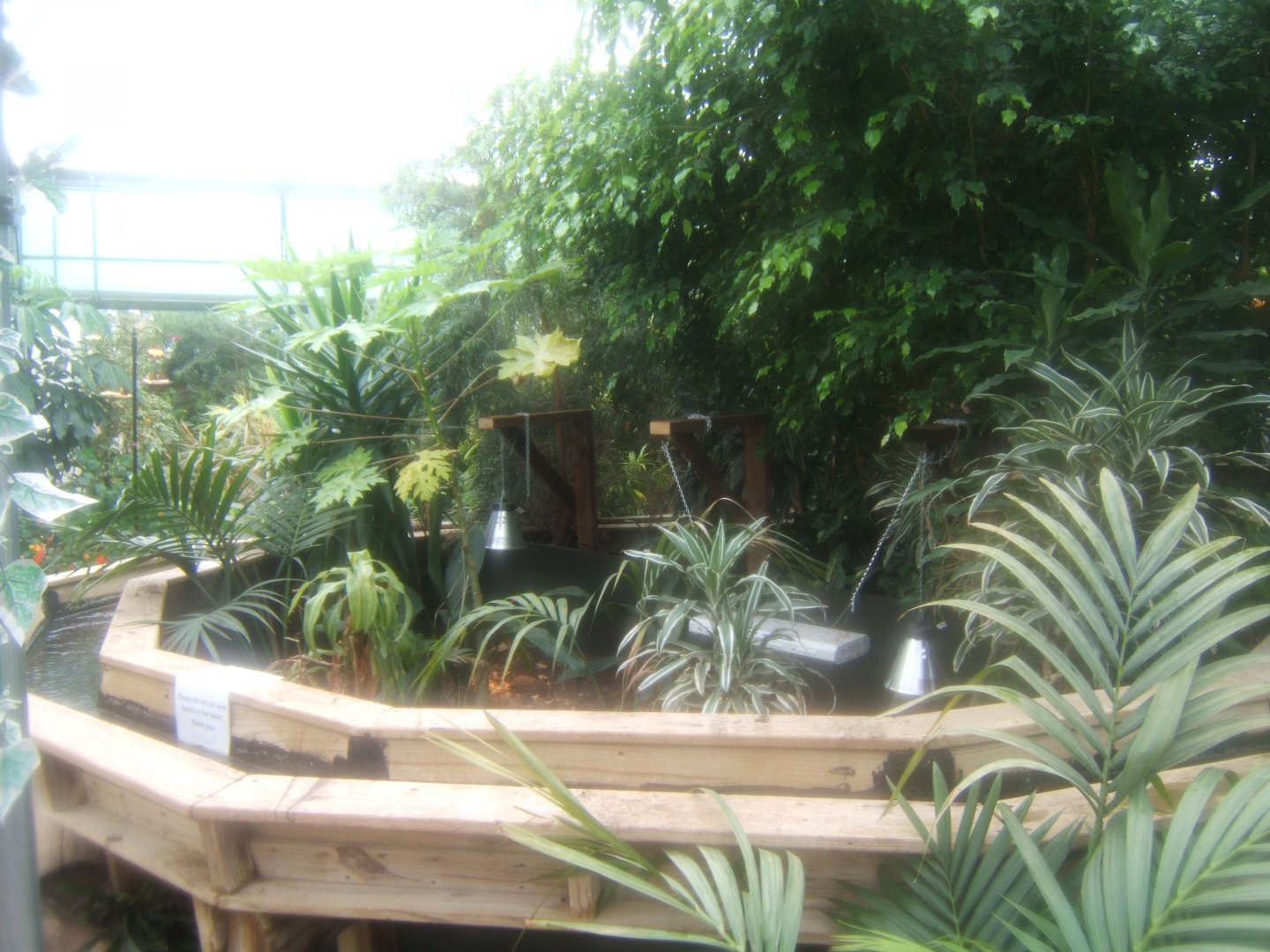 16/4/2017 Hingeback Tortoise exhibit in the Butterfly House