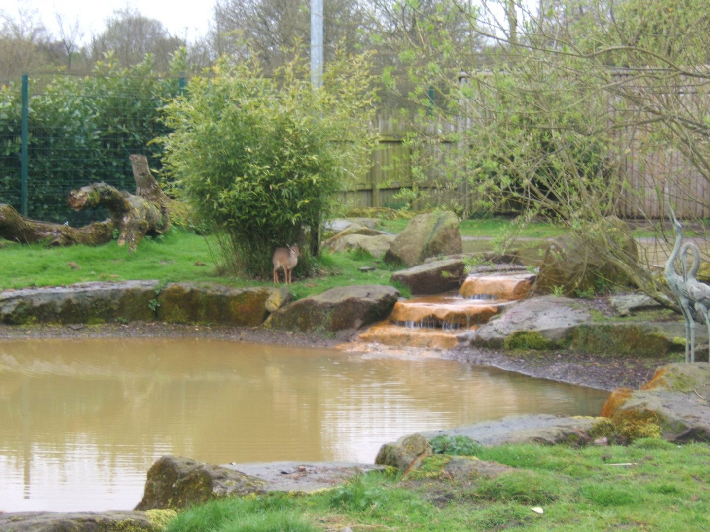 16/4/2017 Kirks Dik-dik