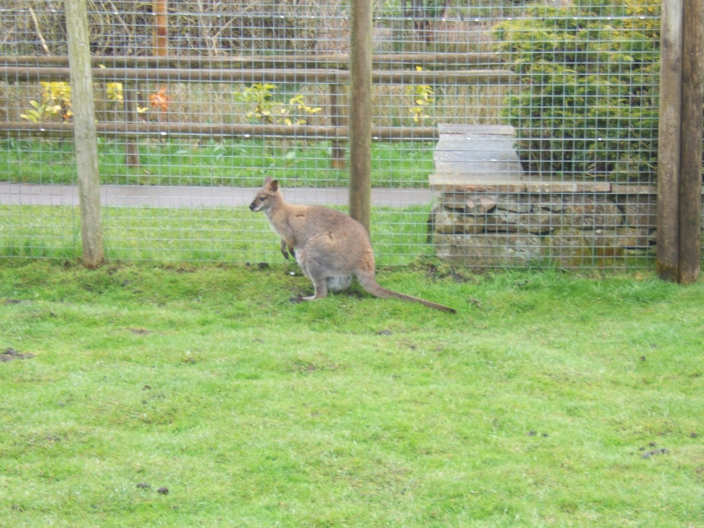 16/4/2017 Red-necked Wallaby