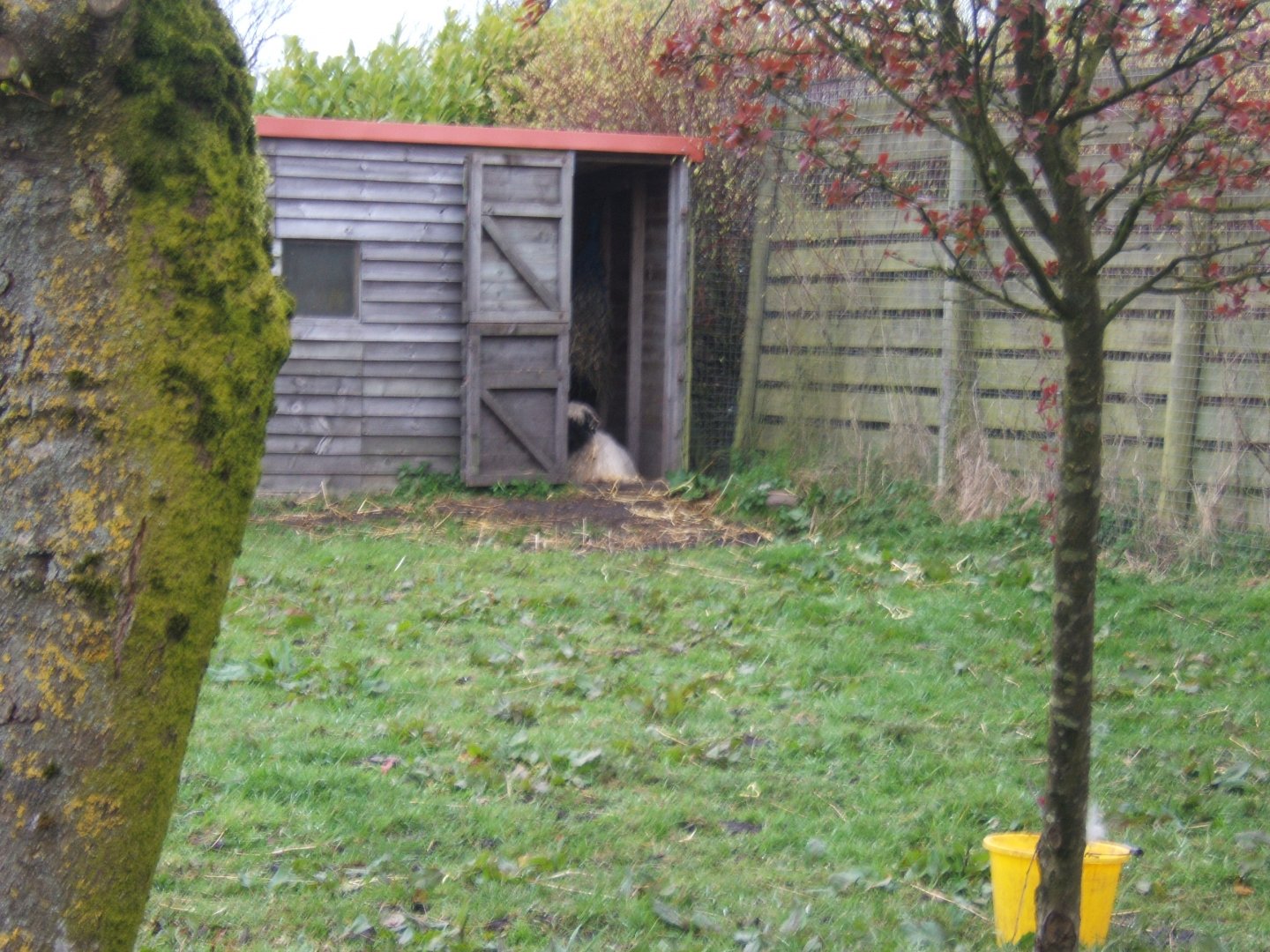 16/4/2017 Swiss Black-nosed Sheep