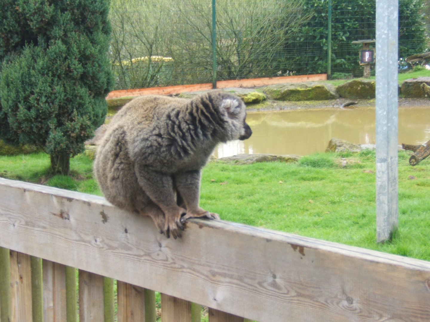 16/4/2017 White-fronted Lemur