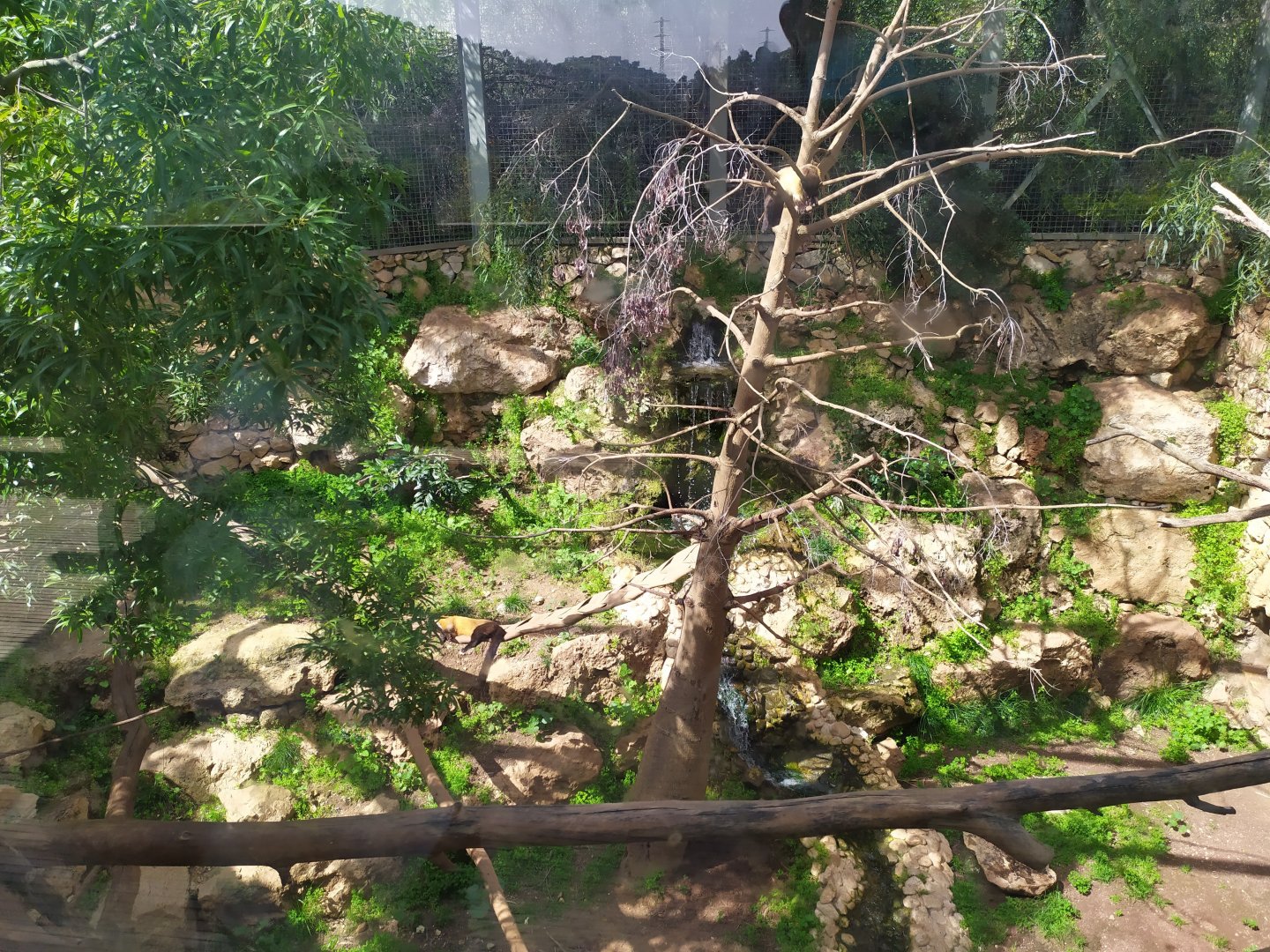 16 March 2021 - Yellow-throated Marten