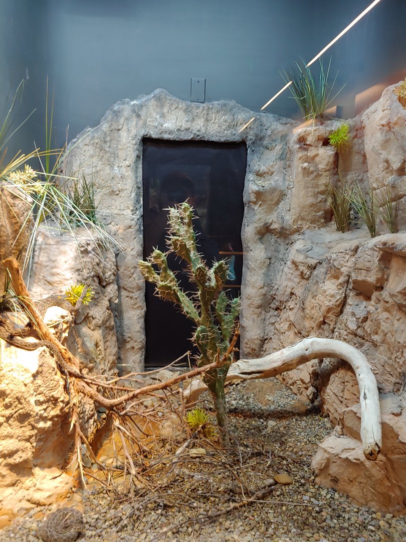 17: Mexican lance-headed Rattlesnake