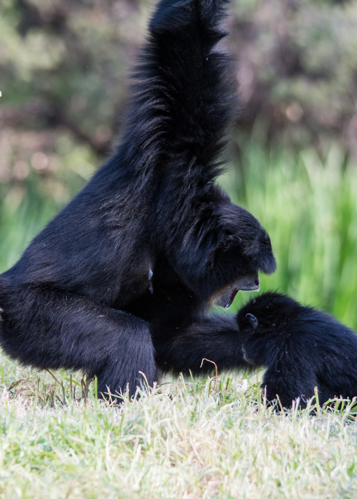17-Siamang_TWPZ_-_20140417-3