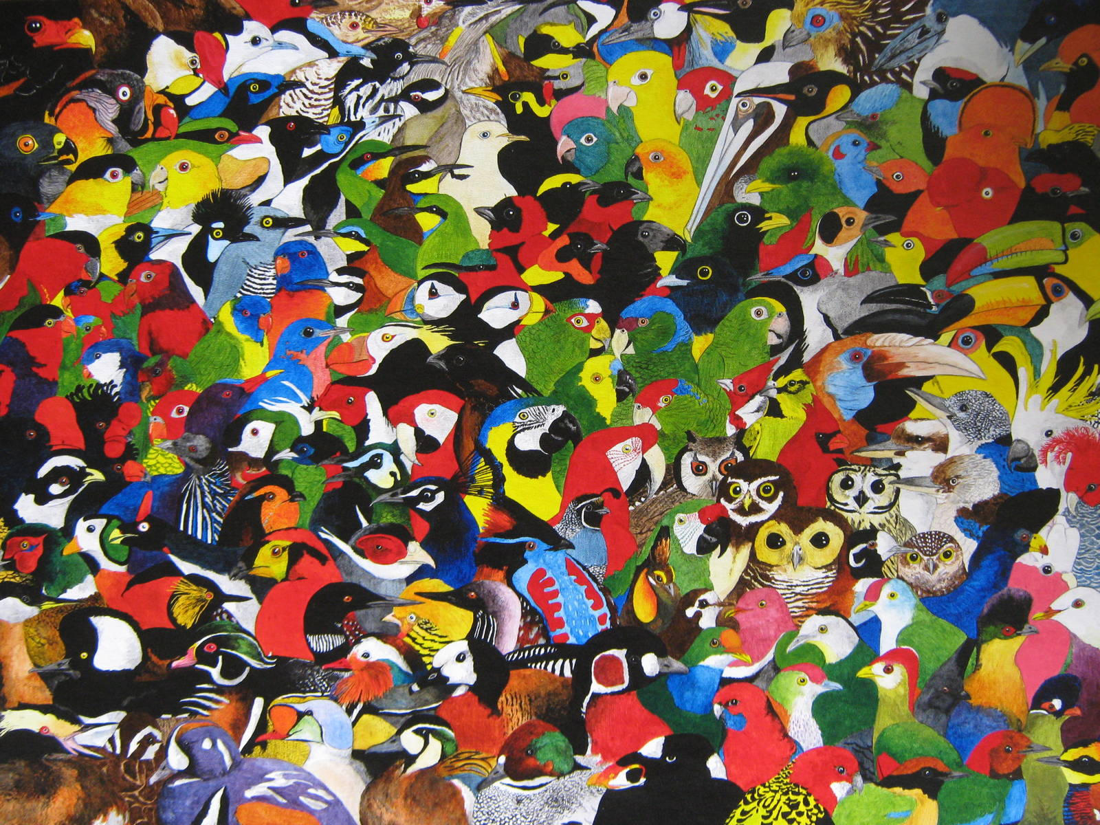 173 Birds