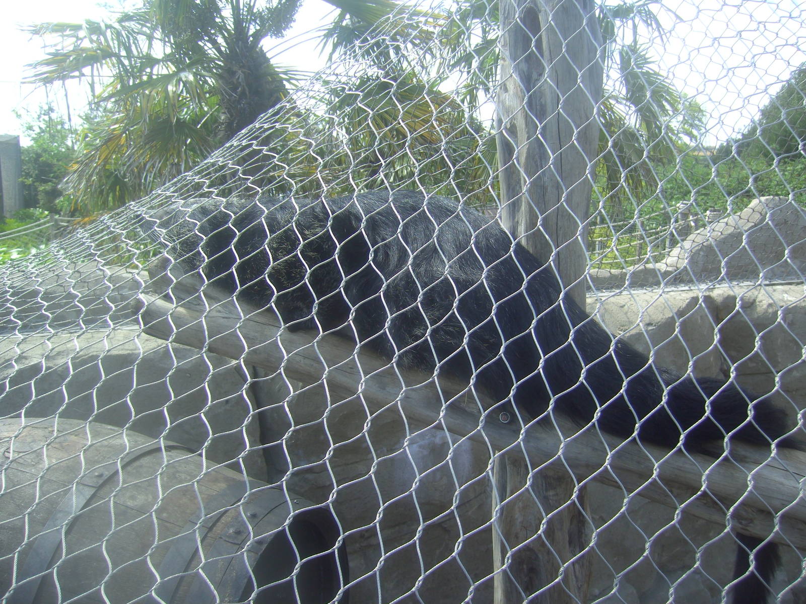 18/08/09 Binturong