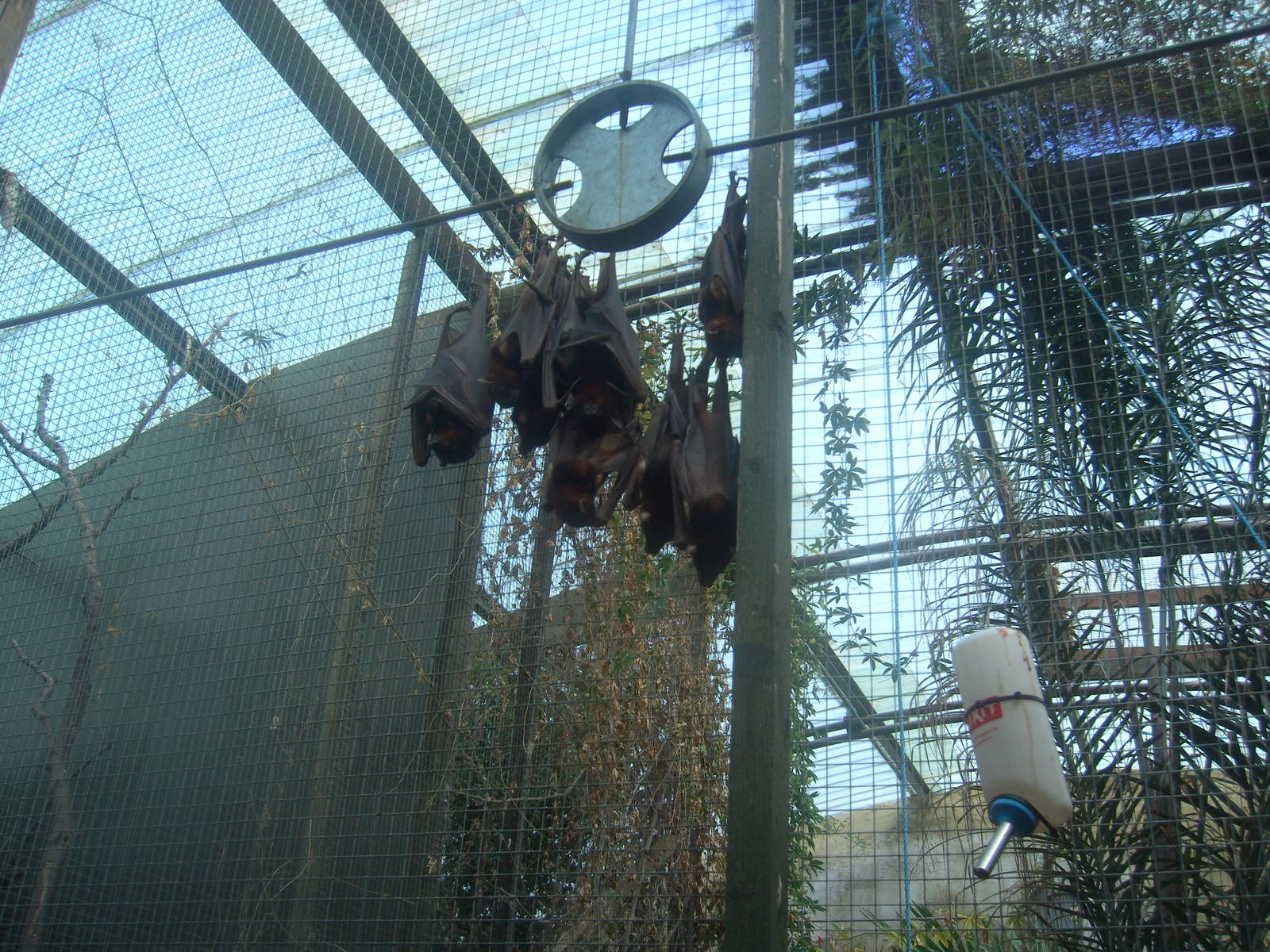 18/08/09 Little Red Flying Fox (I think)