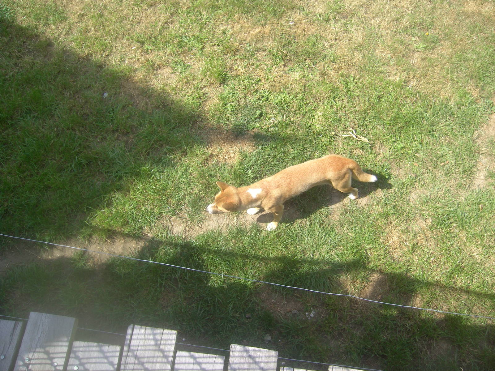 18/08/09 New Guinea Singing Dog