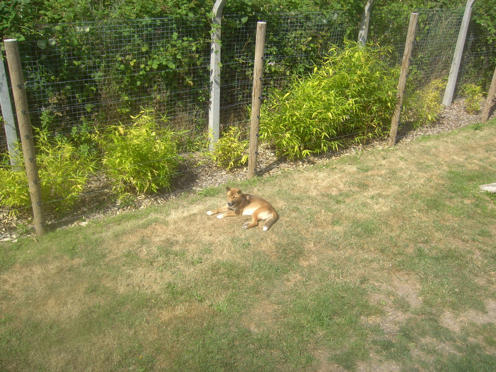 18/08/09 New Guinea Singing Dog