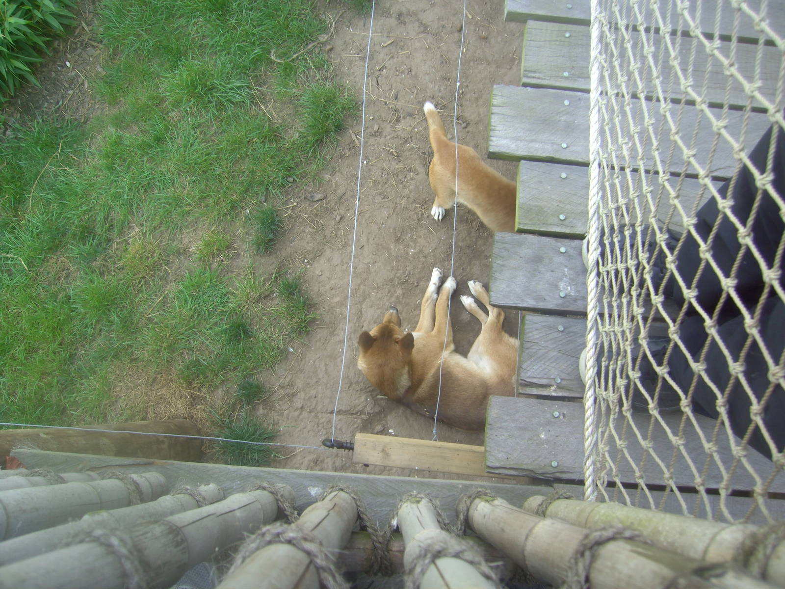 18/08/09 New Guinea Singing Dogs