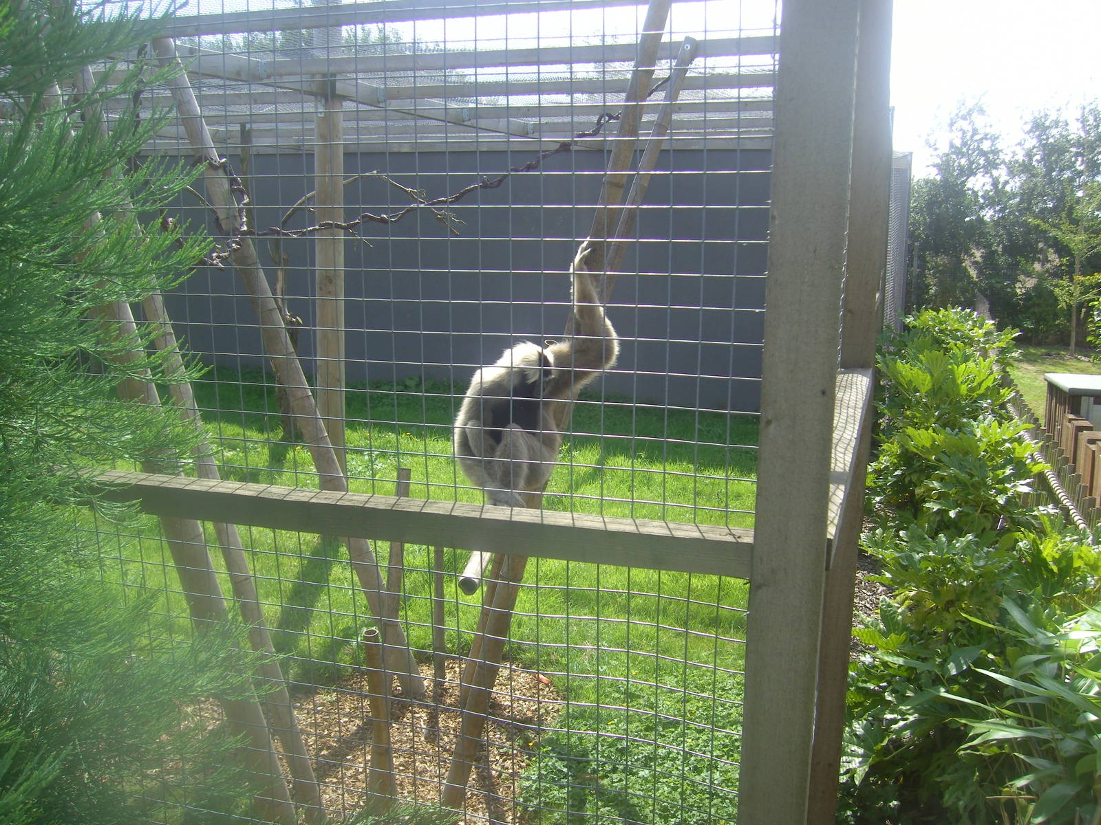 18/08/09 Pileated Gibbon