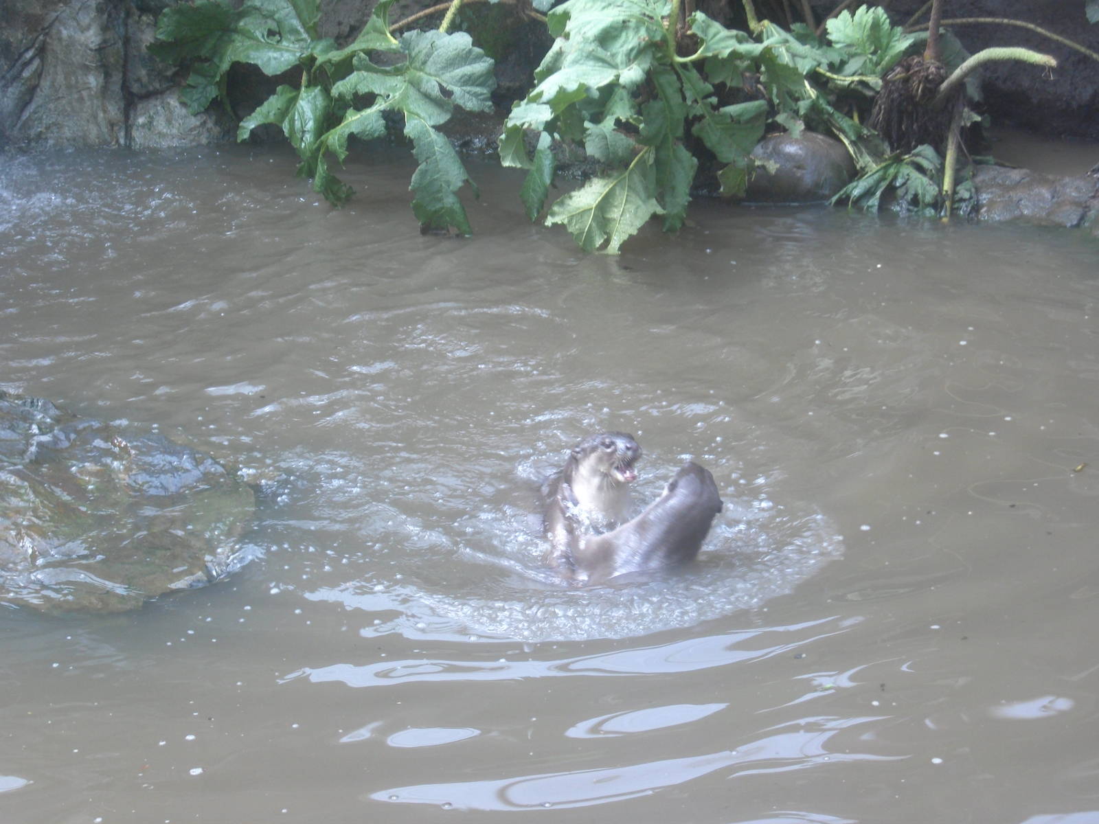 18/08/09 Smooth Coated Otter