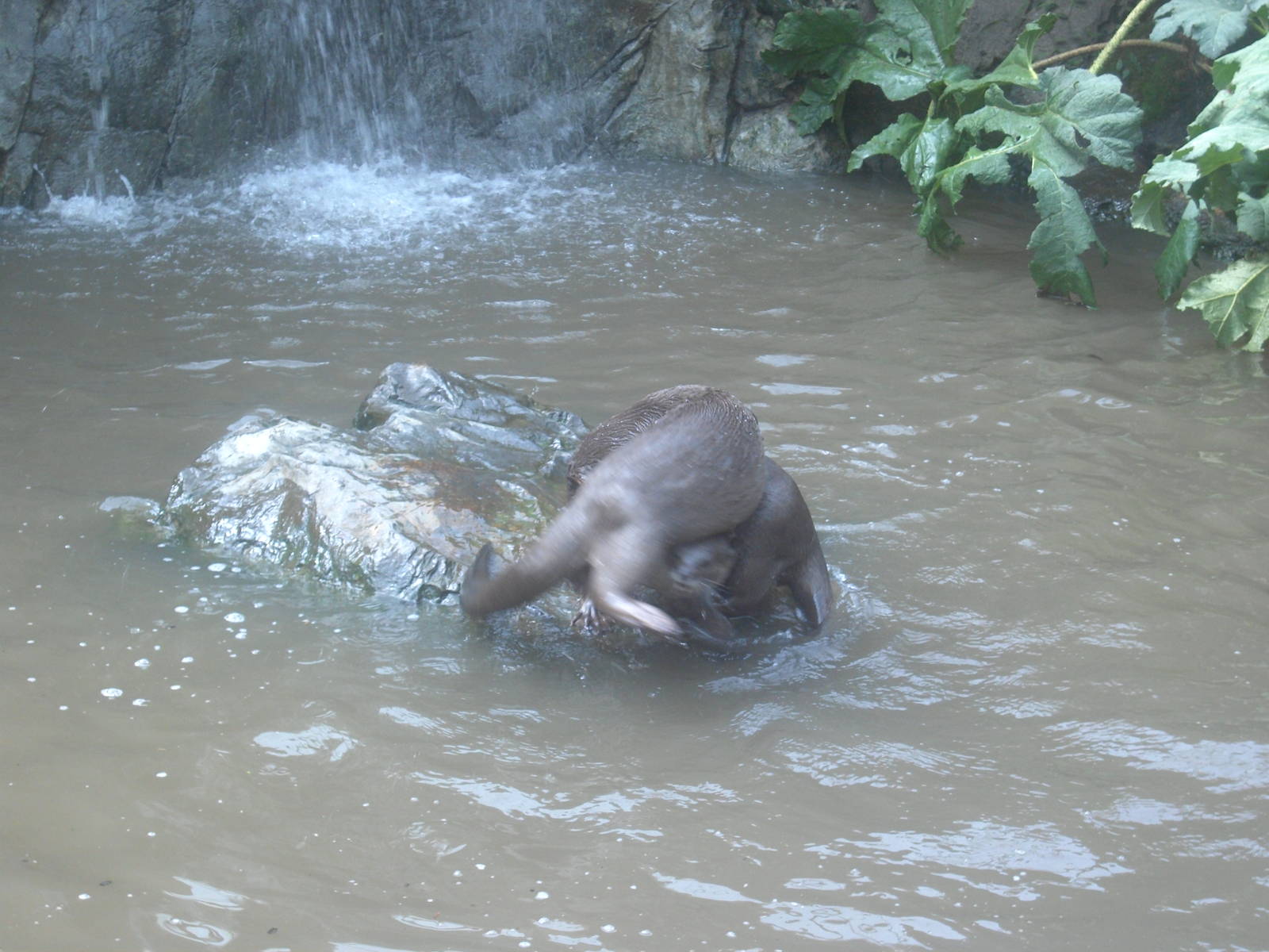 18/08/09 Smooth Coated Otter