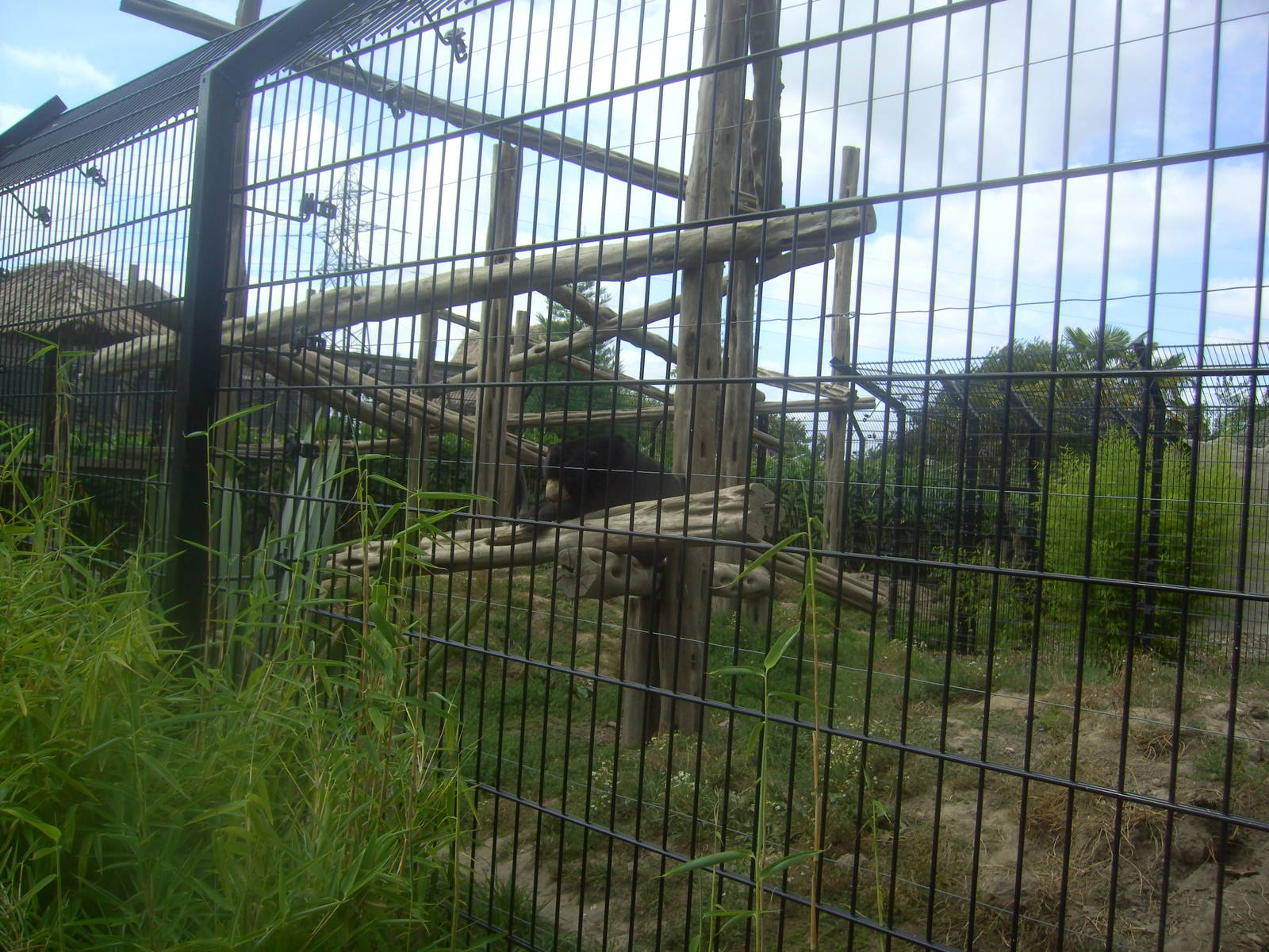 18/08/09 Sun Bear