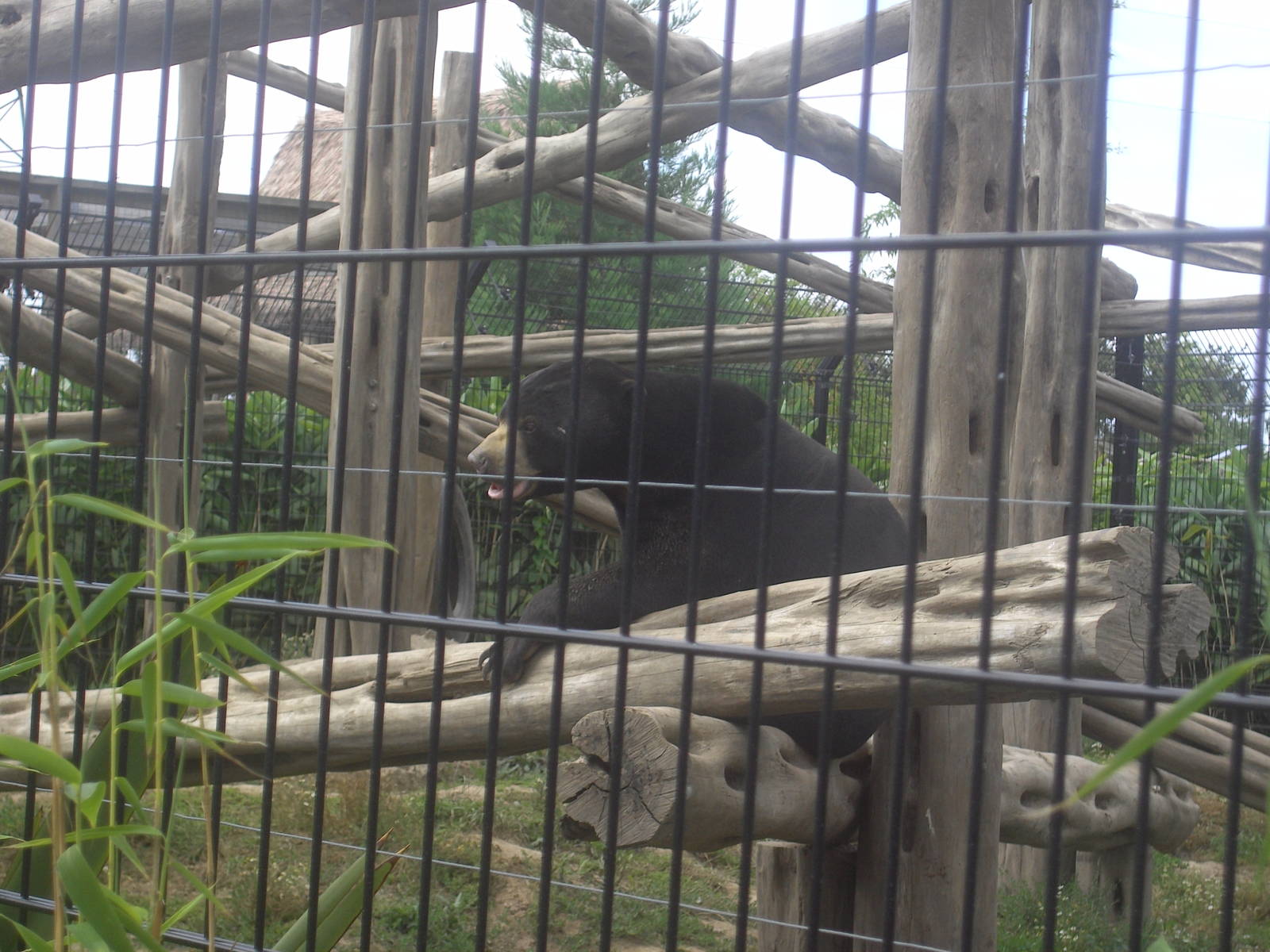 18/08/09 Sun Bear