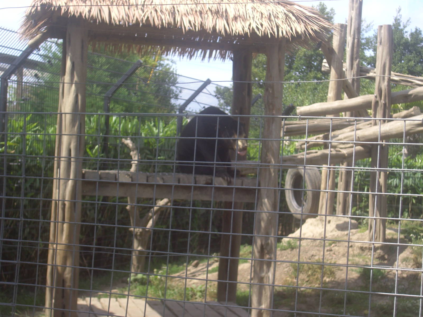 18/08/09 Sun Bear