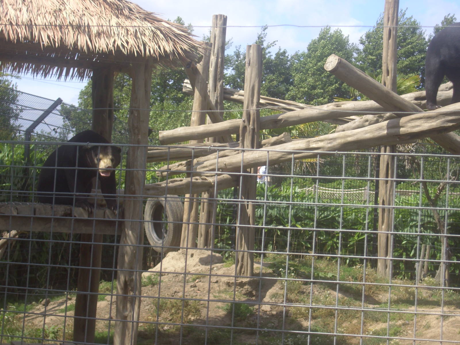 18/08/09 Sun Bears