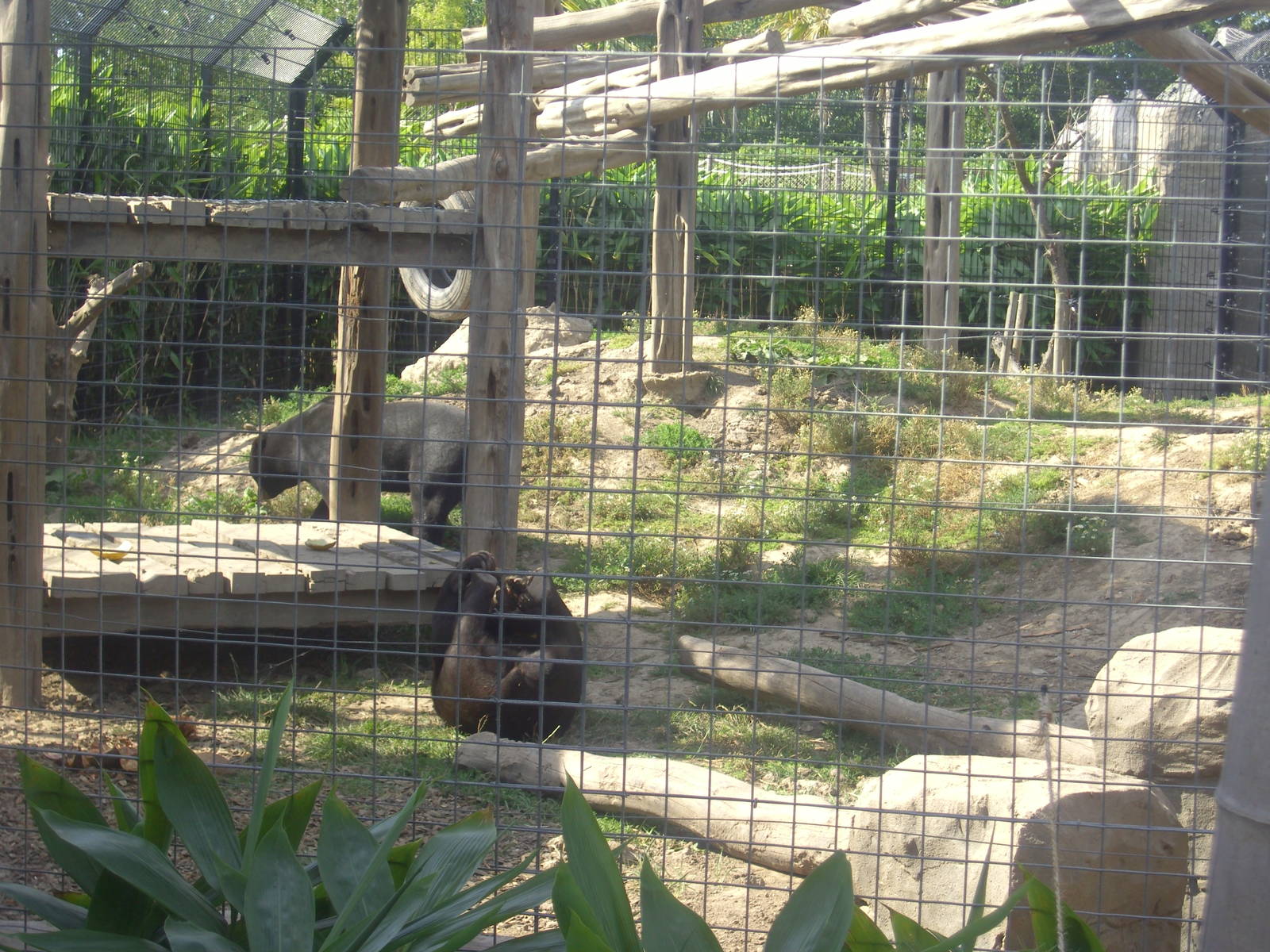 18/08/09 Sun Bears