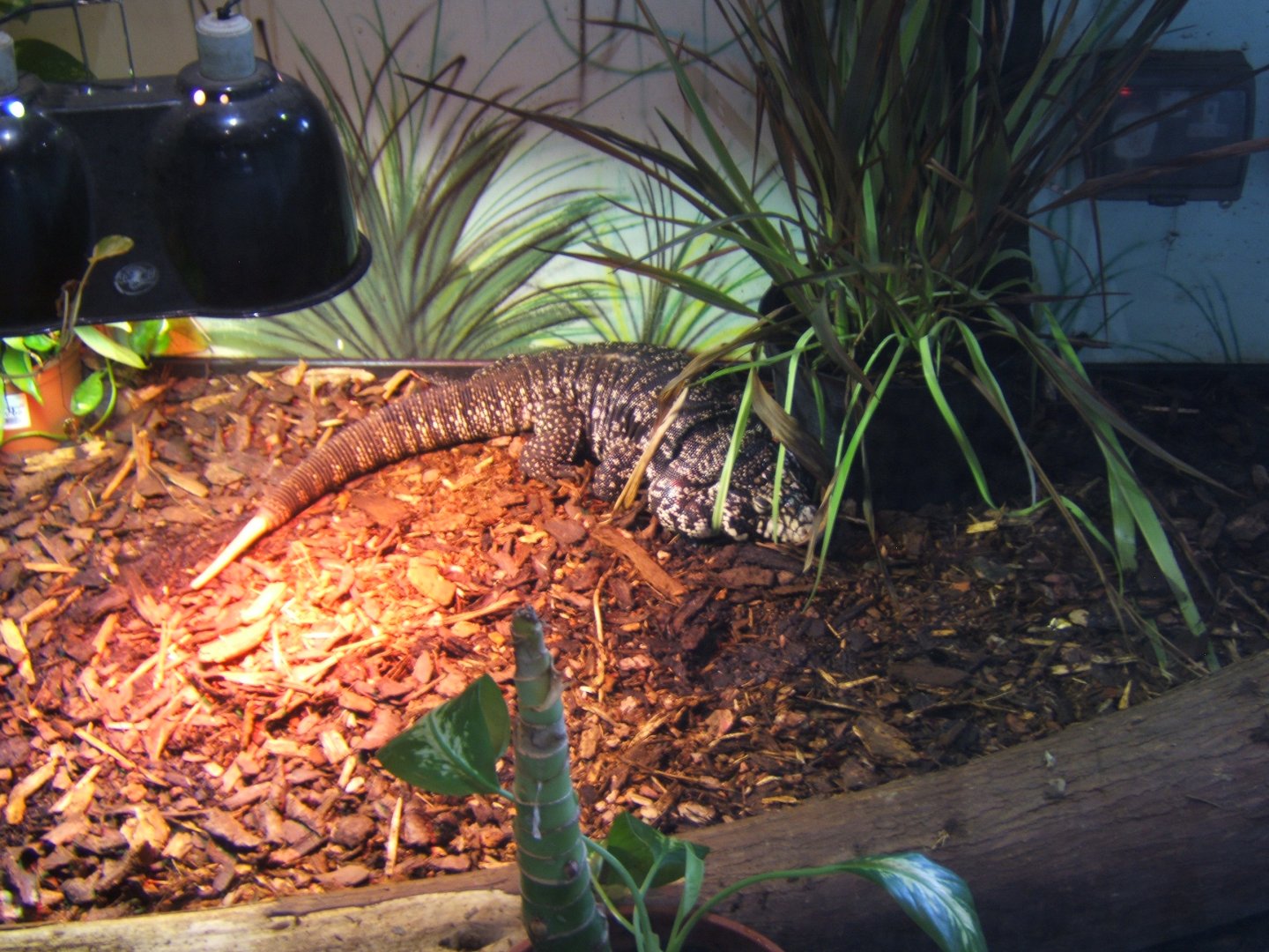 18/3/2017 Argentine Black and White Tegu