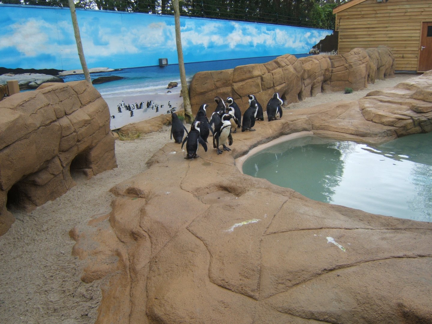 18/3/2017 Black-footed Penguins