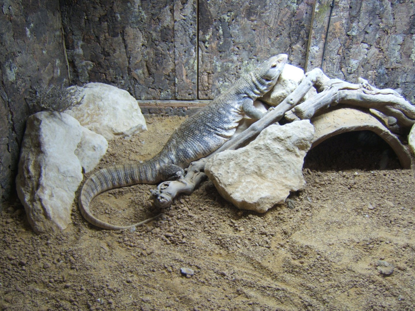 18/3/2017 Bosc Monitor