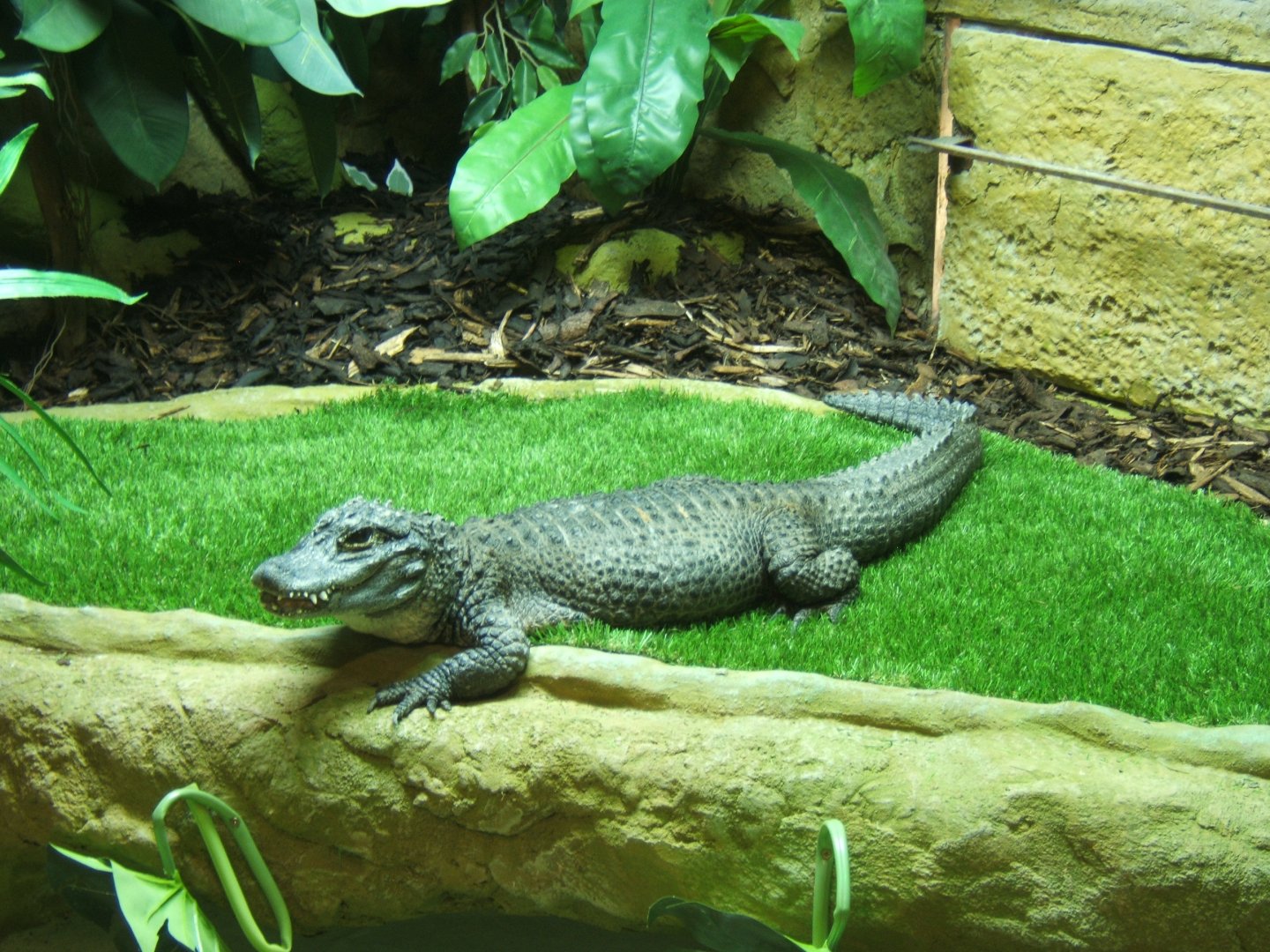 18/3/2017 Chinese Alligator