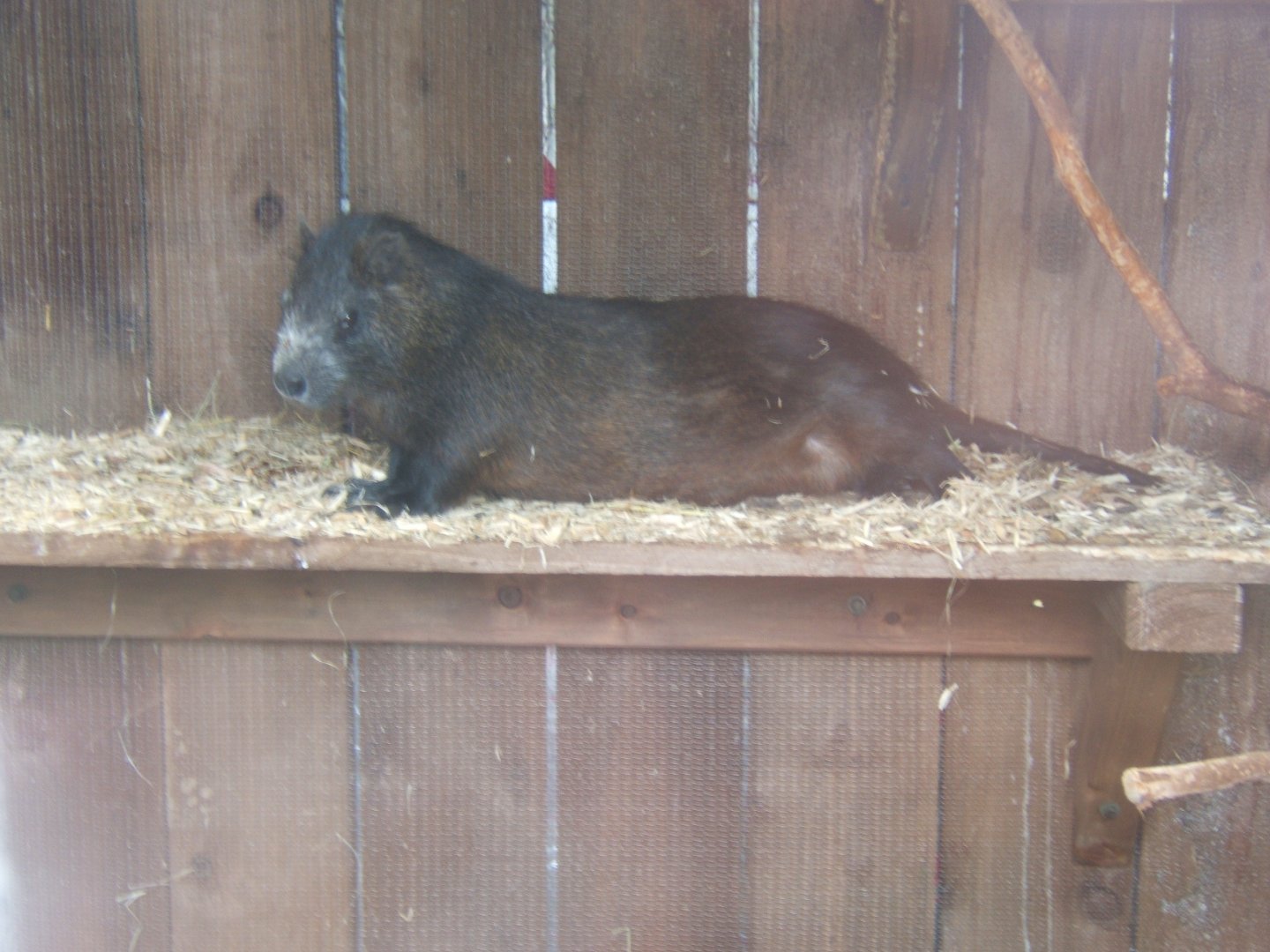 18/3/2017 Cuban Hutia