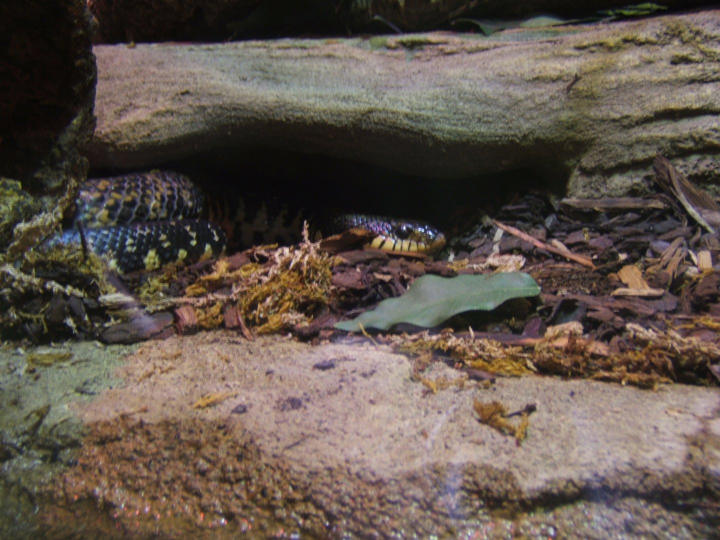 18/3/2017 Madagascan Hognose Snake