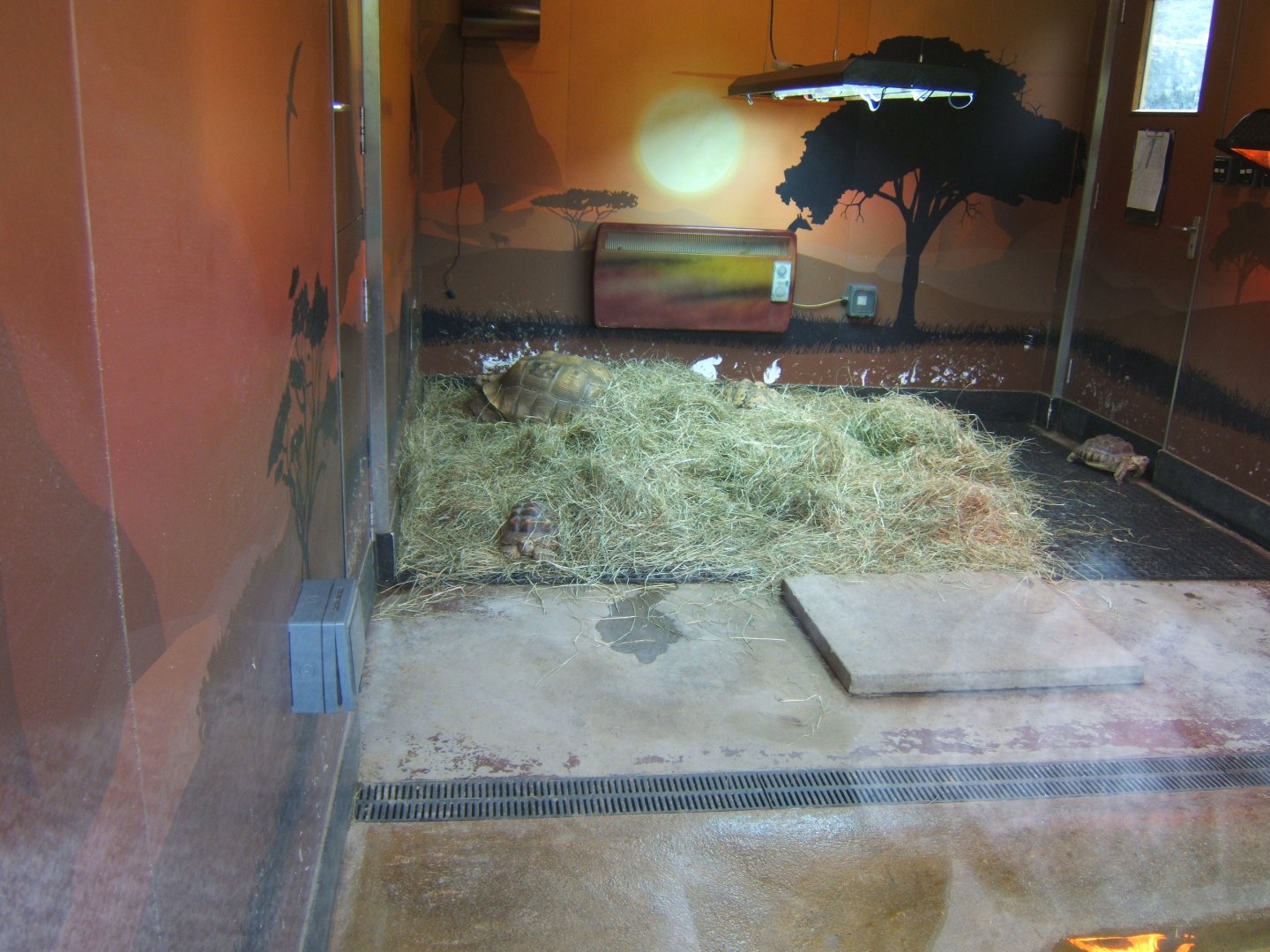 18/3/2017 Sulcatta and Leopard Tortoise