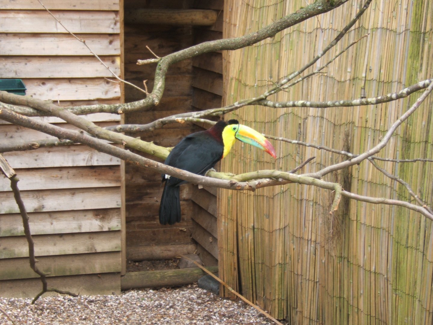 18/3/2017 Sulphur-breasted Toucan