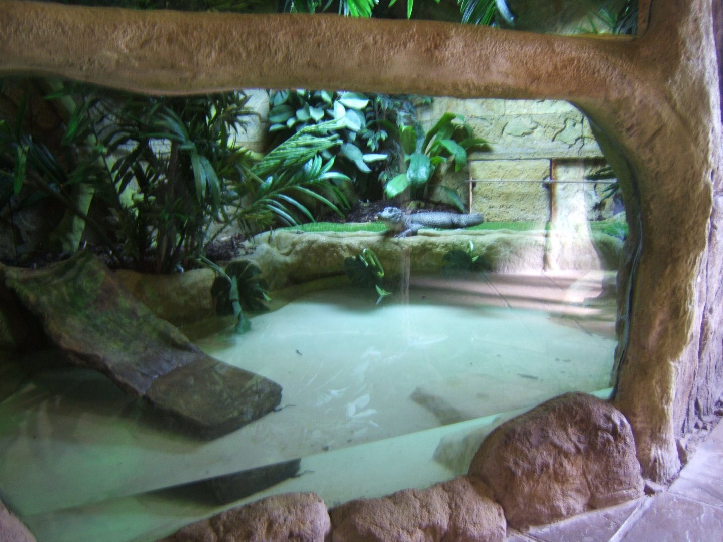18/3/2017 View of Chinese Alligator indoor enclosure