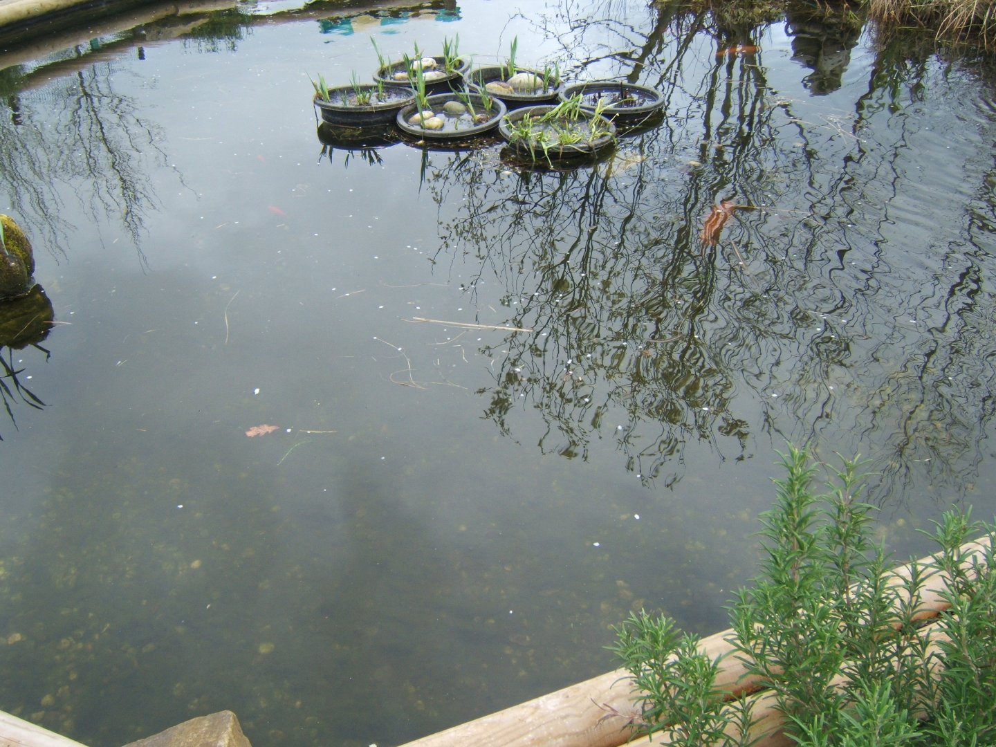 18/3/2017 view of Koi pool