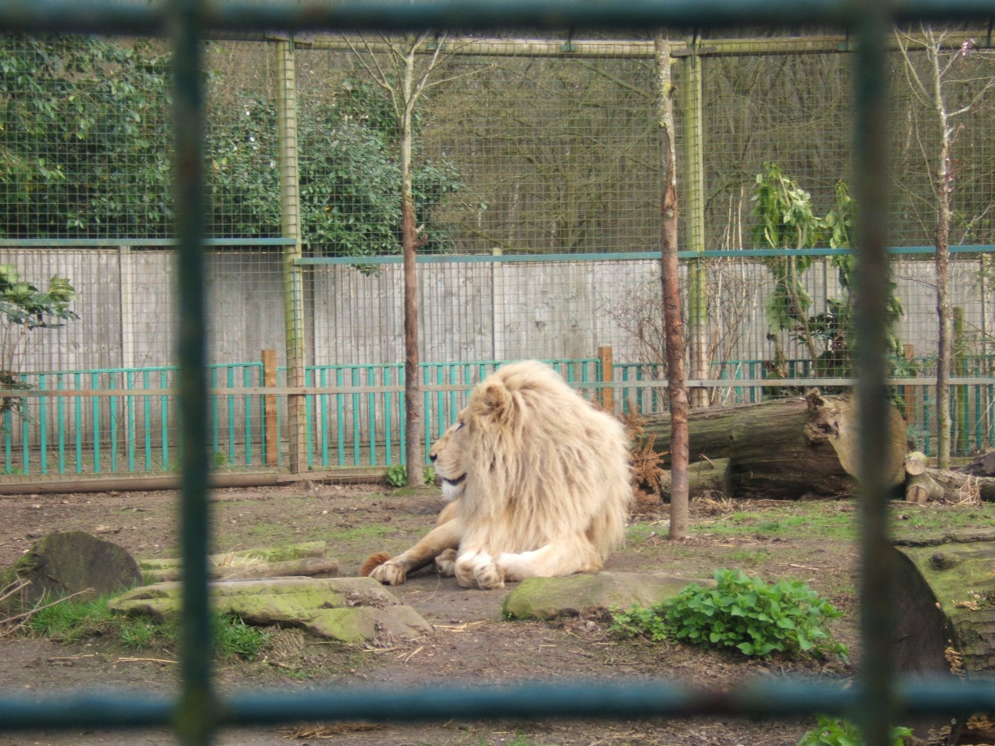 18/3/2017 White Lion