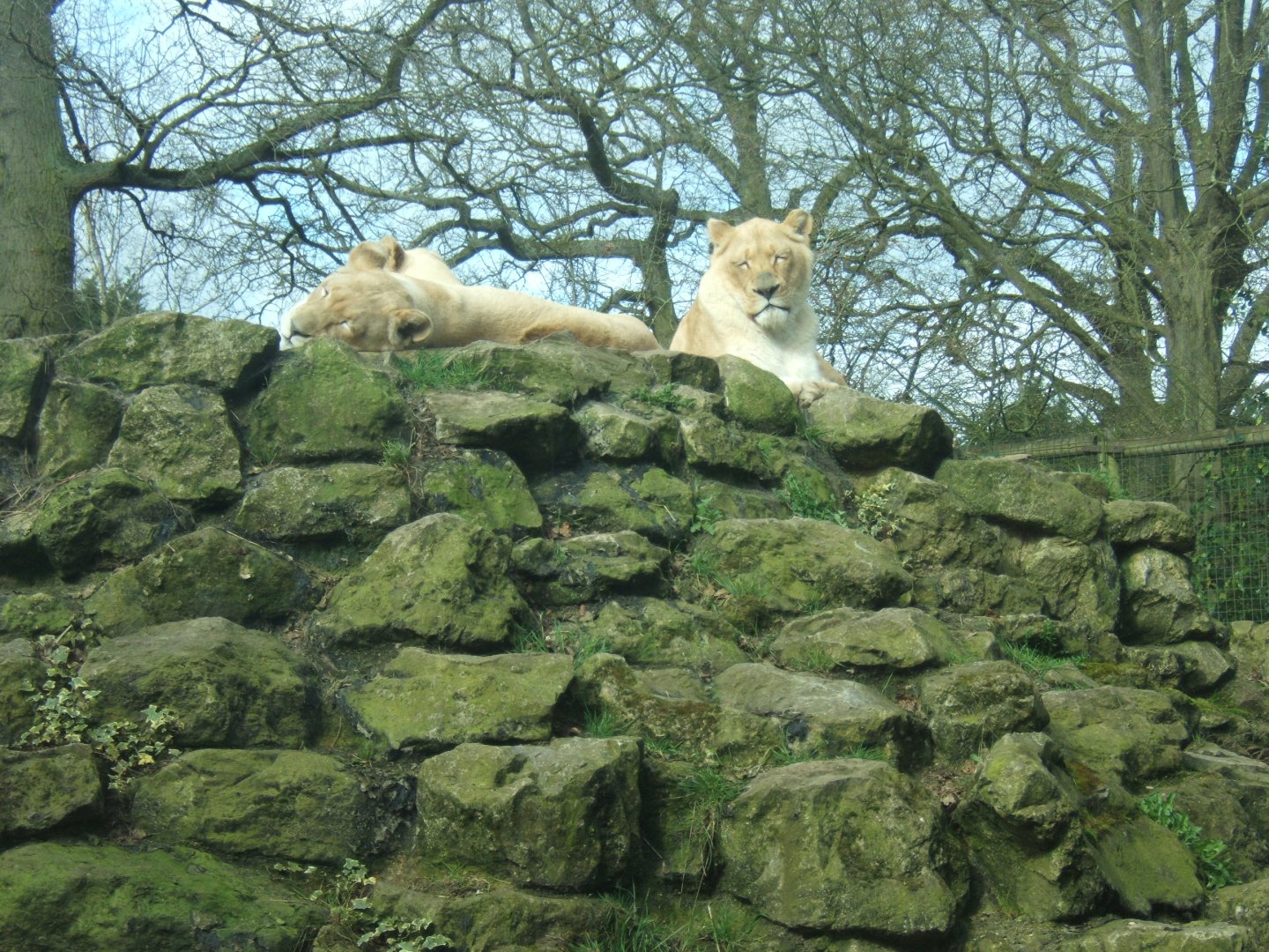 18/3/2017 White Lioness