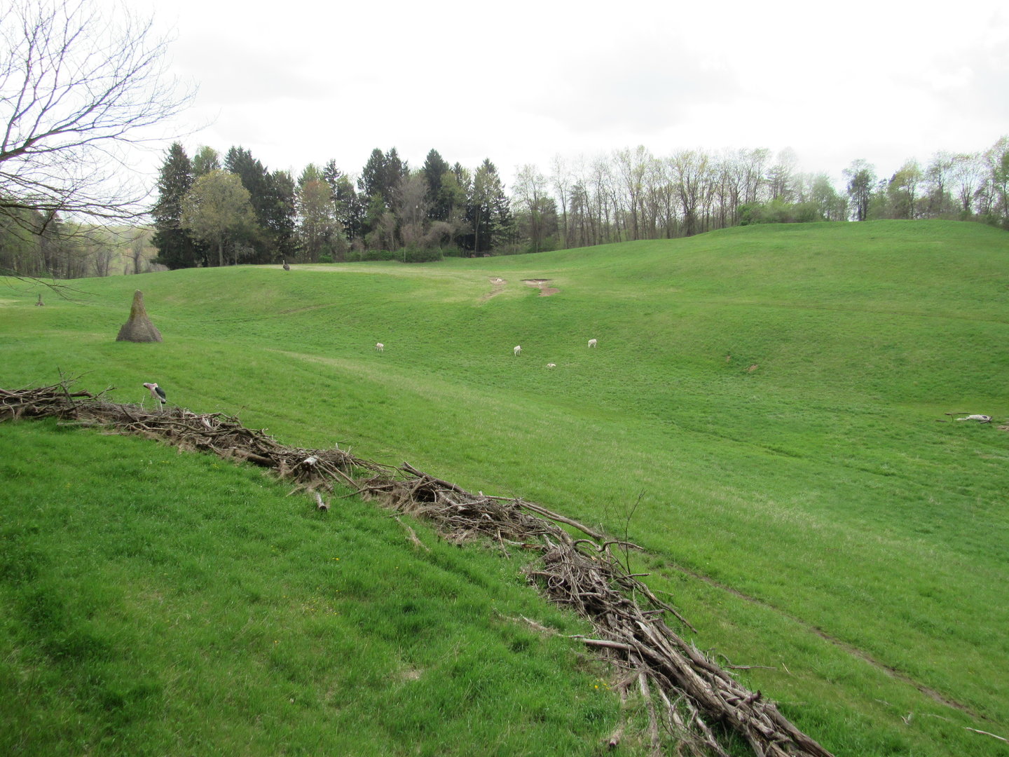 18-acre Multi-species Savanna - 5/7/23