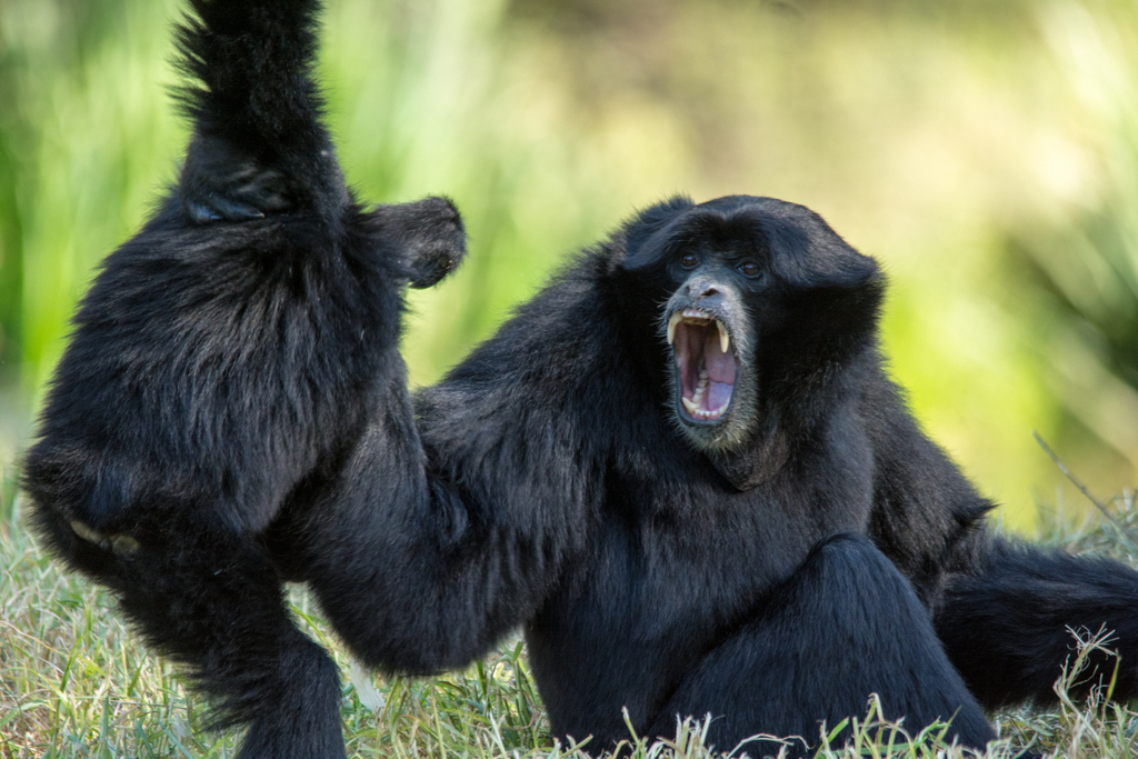 18-Siamang_TWPZ_-_20140417-4
